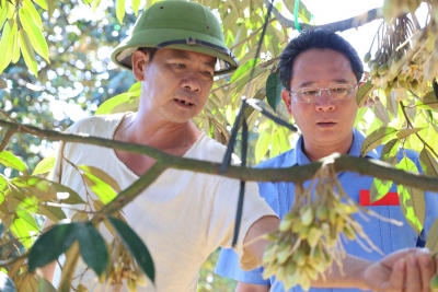 Đồng chí Lý Trọng Nhân, Bí thư Huyện ủy nghe nhà nông Nguyễn Văn Thưởng, xã Đăk Ơ trình bày quy trình tạo trái cho cây sầu riêng