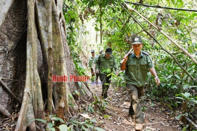 Căng mình canh lửa giữ rừng