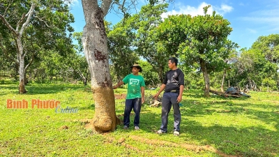 Đền bù vùng bán ngập thủy điện Đắk U: Chờ hướng dẫn